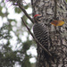 Ladder-backed Woodpecker by gaylewood