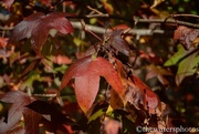26th Nov 2016 - Red Maple leaf