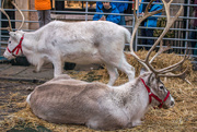 27th Nov 2016 - Reindeer 