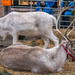 Reindeer  by rjb71