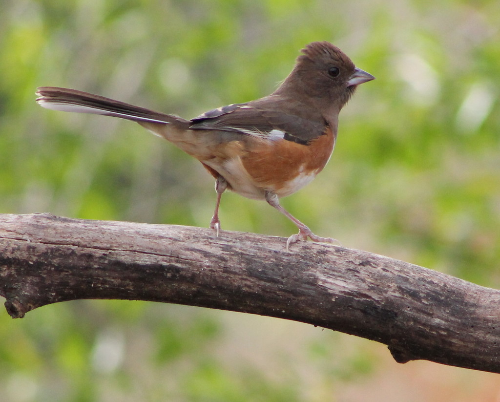 Eastern Towhee by cjwhite