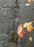 25th Nov 2016 - Reflection of autumn