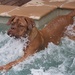 Maisie enjoying the pool by sugarmuser