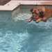 Maisie pool antics  by sugarmuser