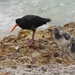Variable Oyster-catcher with two babies by hrs