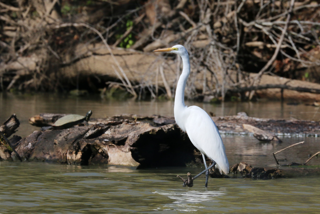 Great Egret and turtle by ingrid01