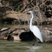Great Egret and turtle by ingrid01