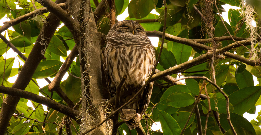 Sleepy Barred Owl! by rickster549