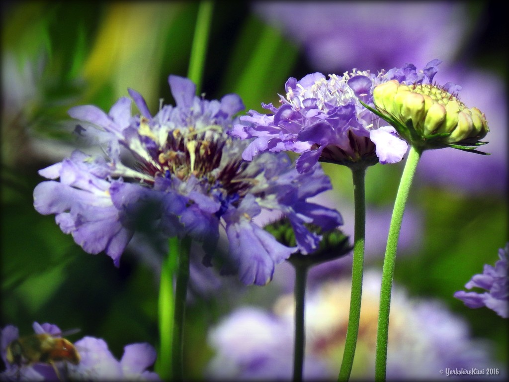 Purple Flowers by yorkshirekiwi