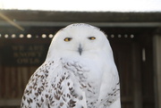 28th Nov 2016 - Snowy Owl