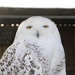 Snowy Owl by phil_sandford