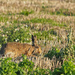 Brown Hare by philhendry