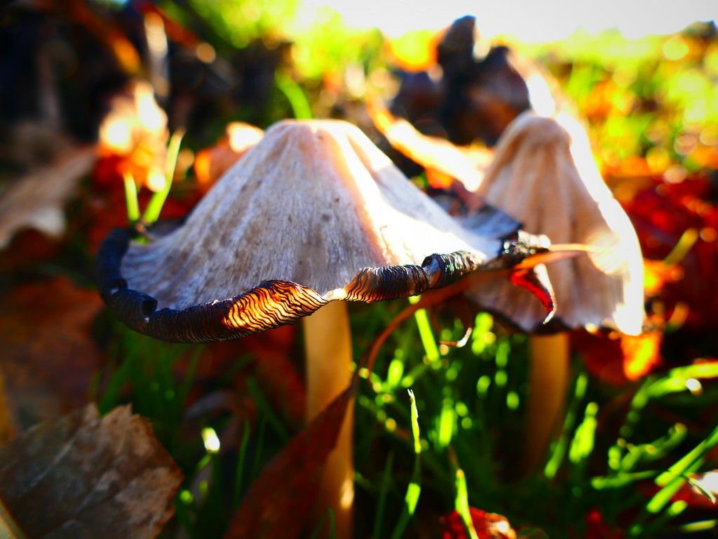 Illuminated Mushrooms by carole_sandford
