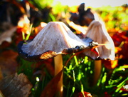 28th Nov 2016 - Illuminated Mushrooms