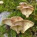  Fungus on Horse Chestnut Tree  by susiemc