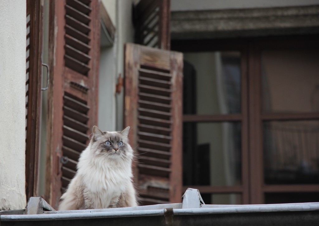 Cat on a cold tin roof! by jamibann