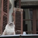 Cat on a cold tin roof! by jamibann