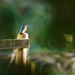Female Kingfisher enjoying the sun by padlock