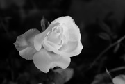 28th Nov 2016 - OCOLOY Day 333: White Rose