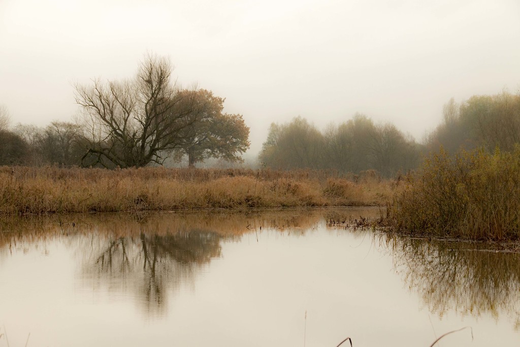 Wildlife Pond in Autumn by shepherdman