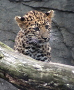 28th Nov 2016 - Amur Leopard Cub