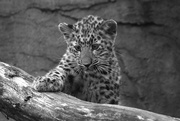 27th Nov 2016 - Amur Leopard Cub