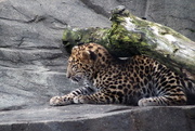 20th Nov 2016 - Amur Leopard Cub