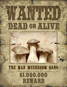 25th Nov 2016 - Wanted Mushrooms