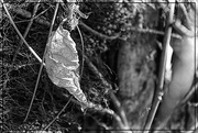 24th Nov 2016 - Withered Leaf