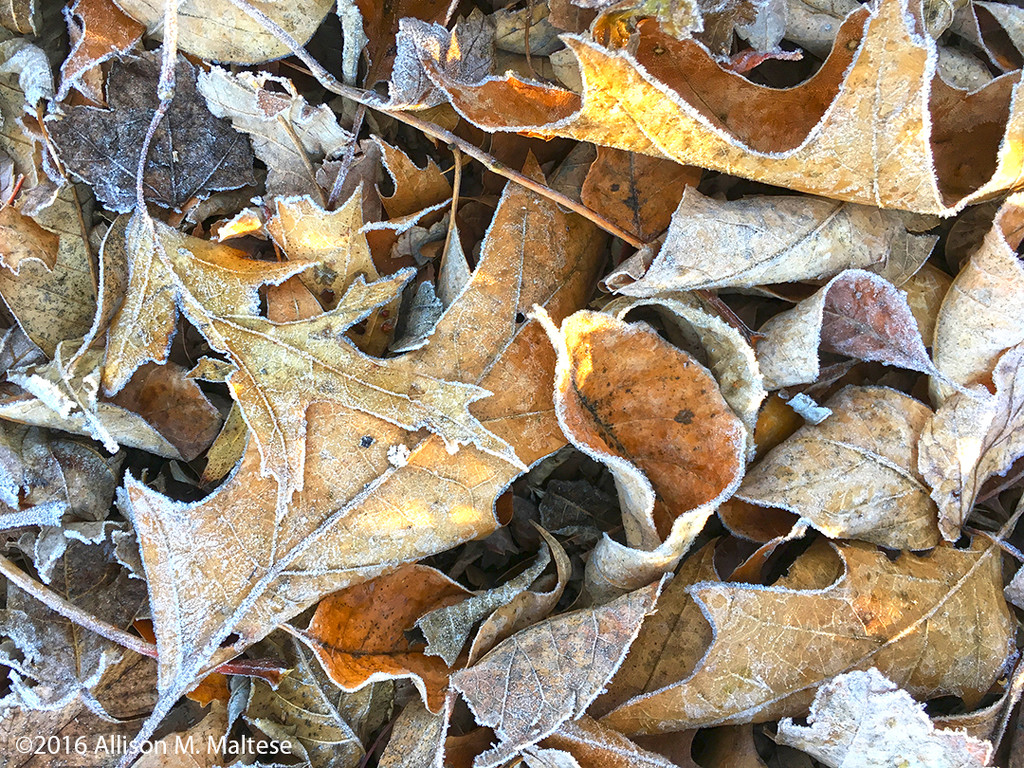 Frosty Leaves by falcon11