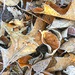 Frosty Leaves by falcon11