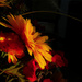 fall flower by houser934