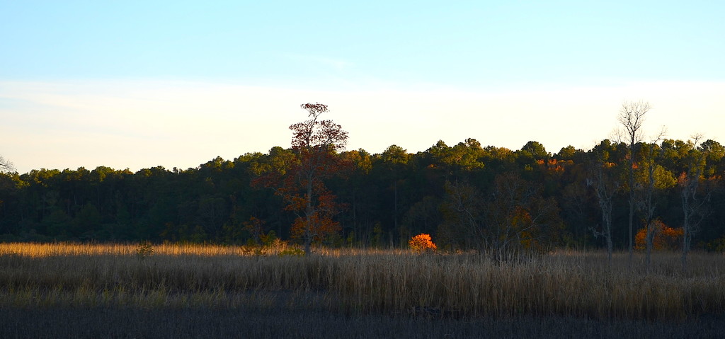 The golden glow of Autumn by congaree