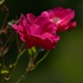it's a pink flower by wenbow
