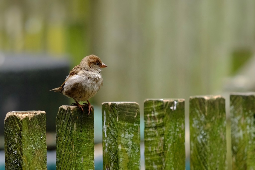 Ruffled sparrow by dkbarnett