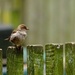 Ruffled sparrow by dkbarnett