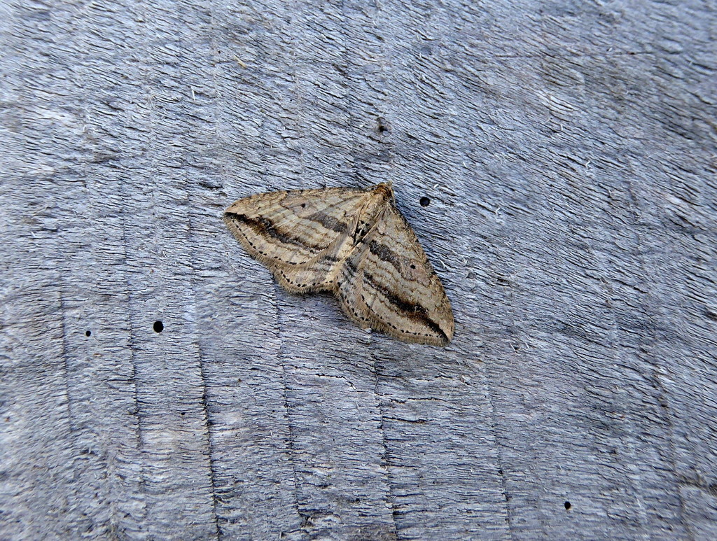 Autumnal moths 20 Oblique Carpet by steveandkerry
