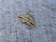 29th Nov 2016 - Autumnal moths 20 Oblique Carpet