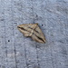 Autumnal moths 20 Oblique Carpet by steveandkerry