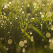Wet Grass by jesperani