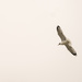 Gull in Flight by rminer