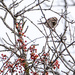 Berries Bird Closeup by rminer