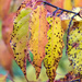 Rosemoor Leaves by dorsethelen