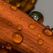 Droplet terrariums by evalieutionspics