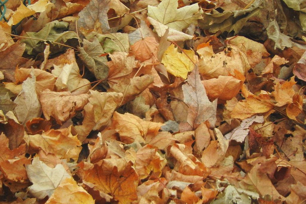 Pile of leaves by homeschoolmom