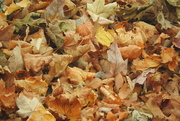 27th Nov 2016 - Pile of leaves
