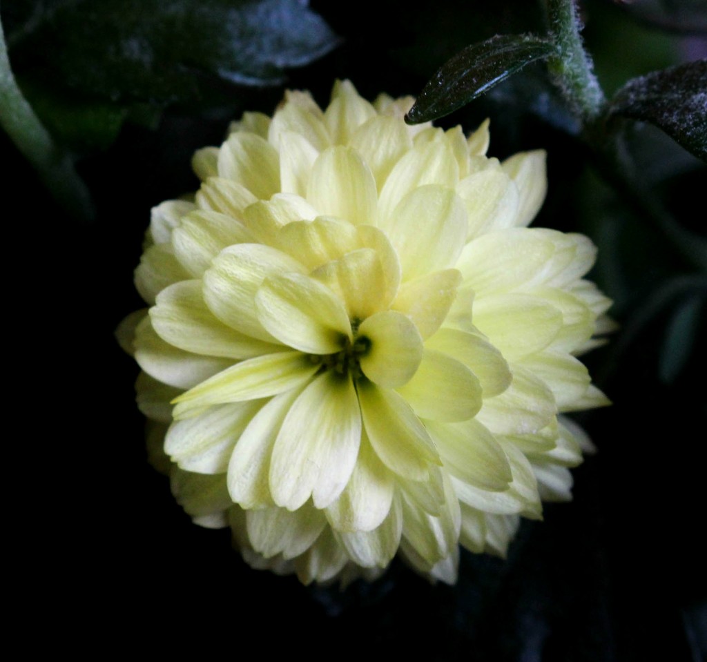 Little Chrysanthemum by mittens