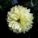 Little Chrysanthemum by mittens