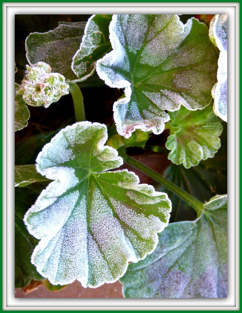 Frosty geranium leaves  by beryl