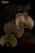 29th Nov 2016 - White orchid in the dark